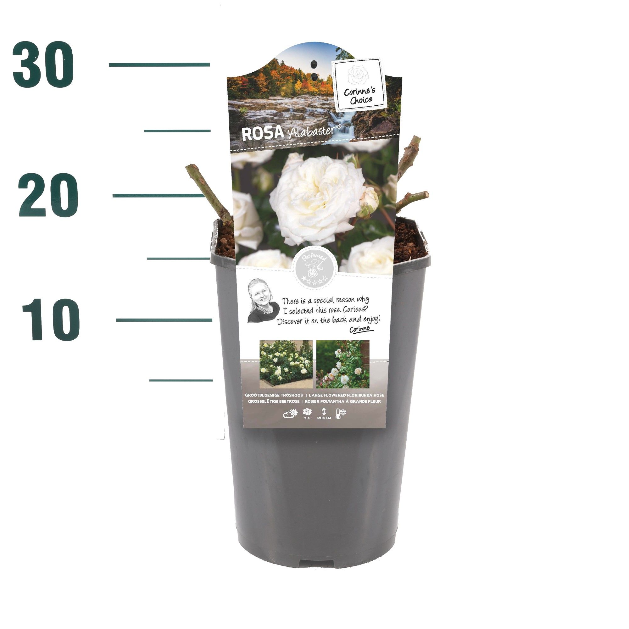 Rosa 'Alabaster' - Struik - C3rp - Categorie 3, D 19 cm