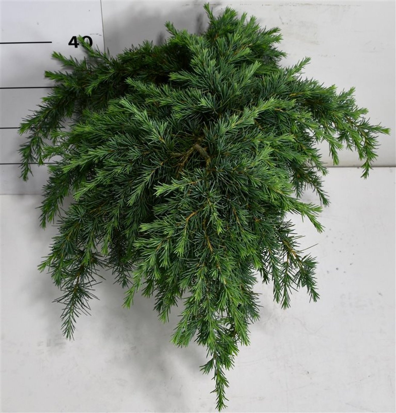 Cedrus deod. 'Feelin' Blue', D 38 cm