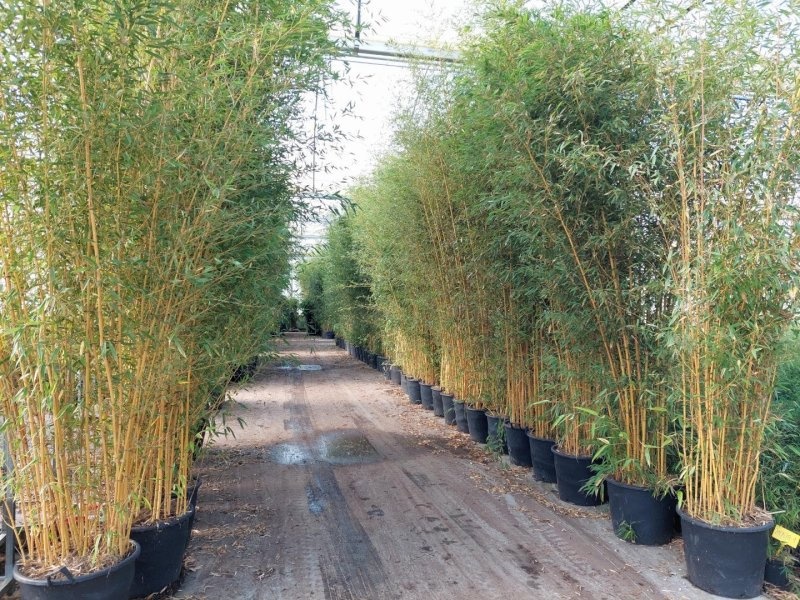 Phyllostachys aureos. 'Aureocaulis', D 70