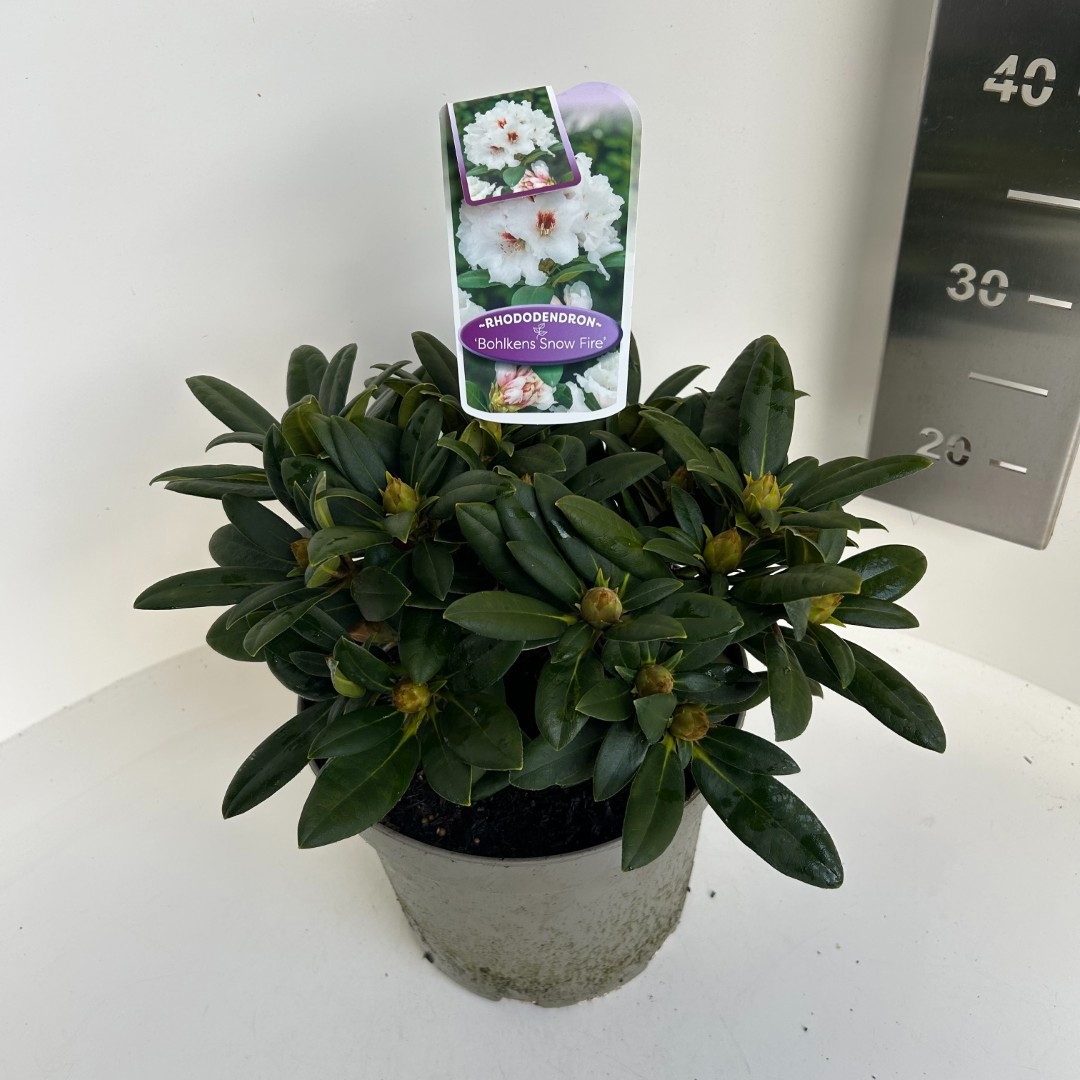 Rhododendron Bohlkens Snow Fire, D 23