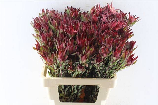 Леукадендрон Блаш 60, шт.