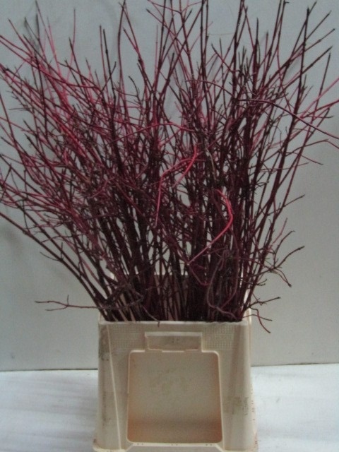 Корнус Альба Сиберика 100, шт.