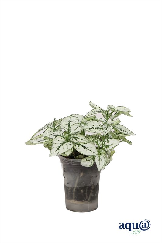 Hypoestes p06 white Aqu@, D 6