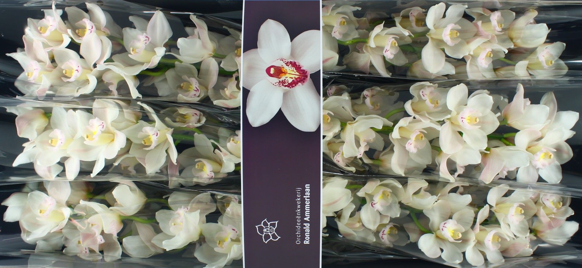 Цимбидиум Масл Вайт x6 80, шт.