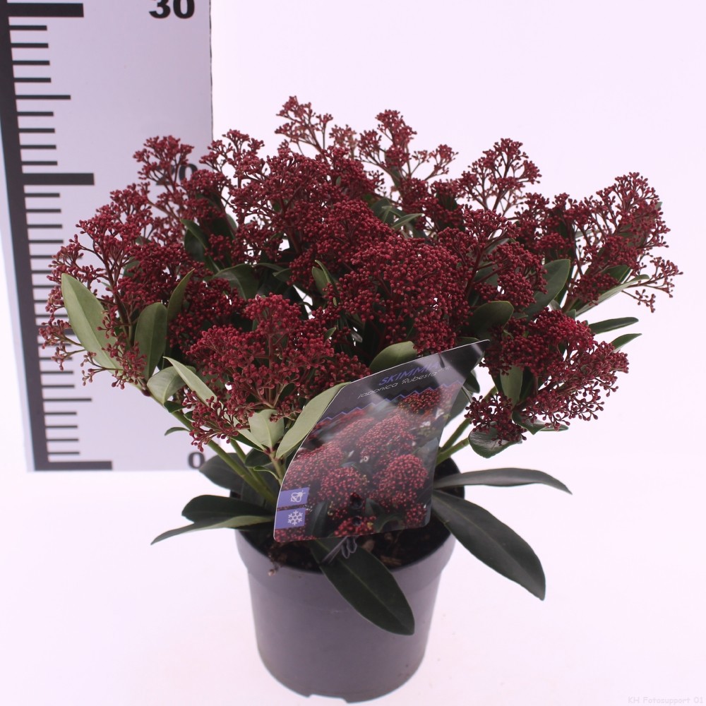 Skimmia japonica 'Rubesta', D 13 cm