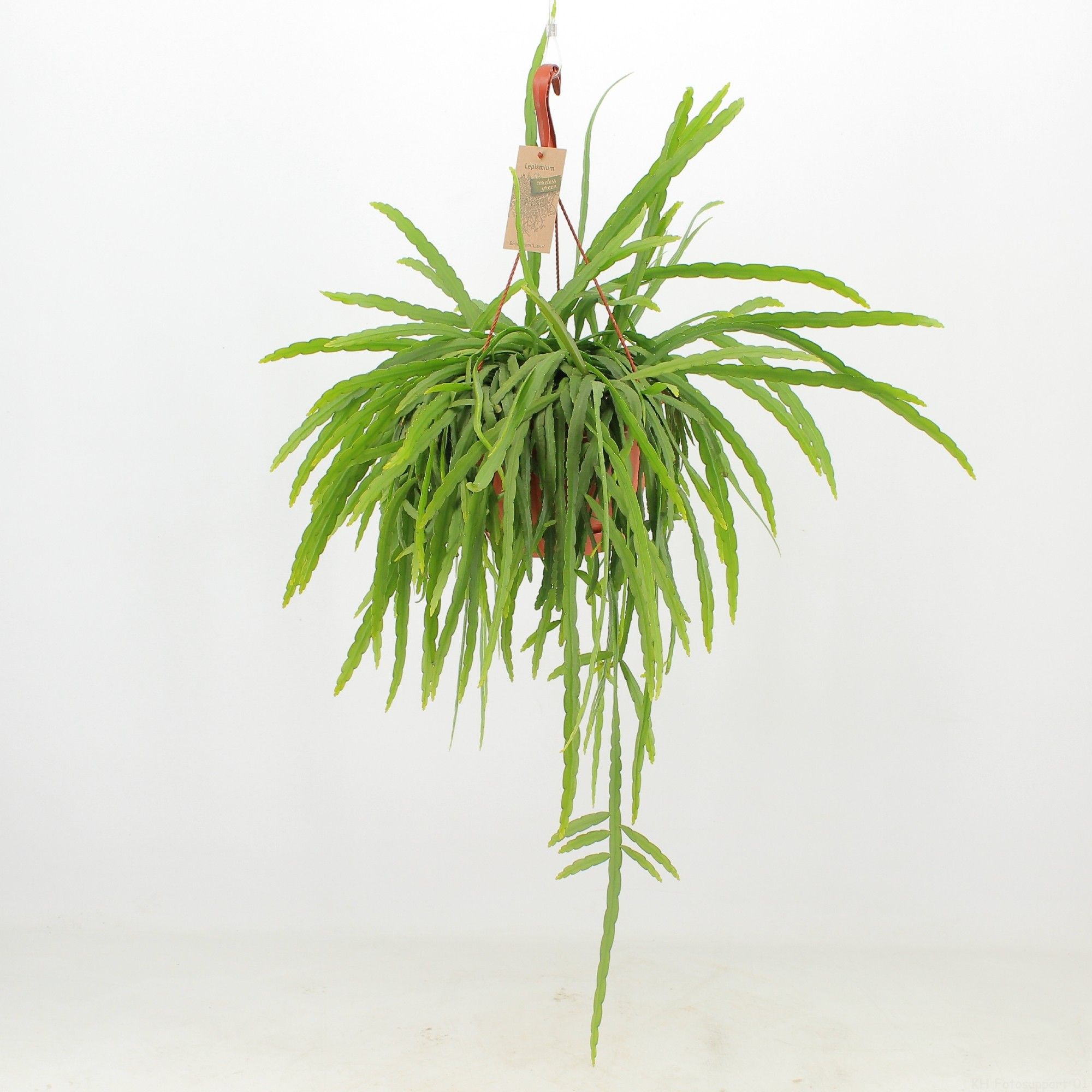 Lepismium Bolivianum ‘Liana’, D 21