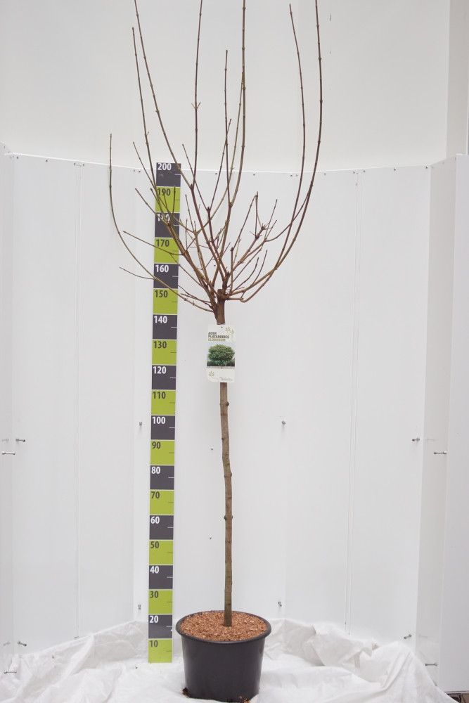 Acer platanoides 'Globosum' C 20 120 ha, D 30