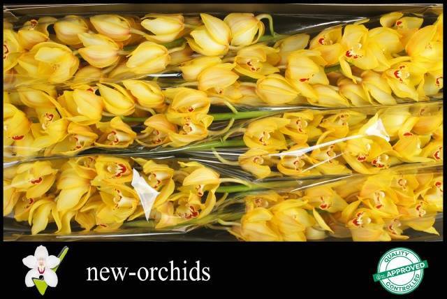 Цимбидиум Еллоу Кинг x6 80, шт.