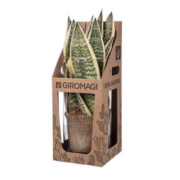 SANSEVIERIA IN GLASS CYLINDER H30 Ø15- IN HIGH CARDBOARD BOX 15X15X40 CM, D 15 cm