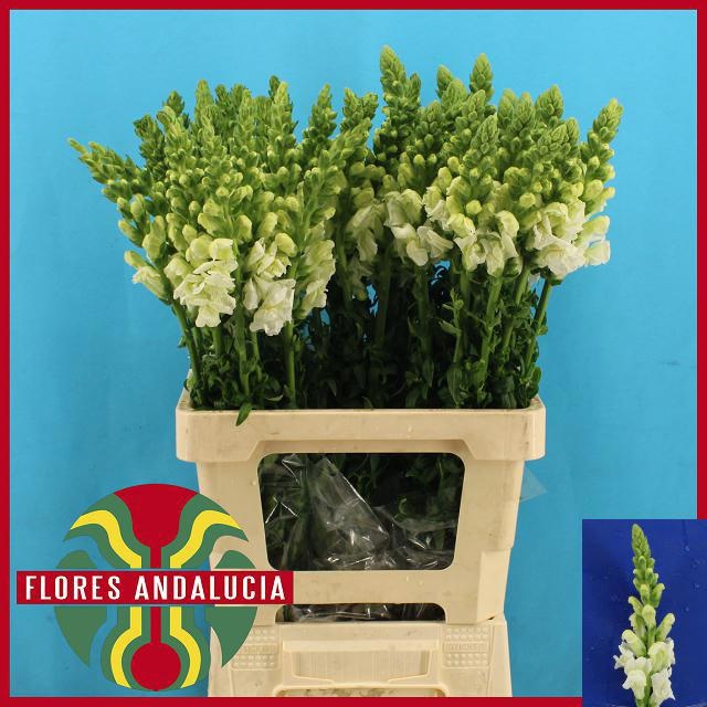 Антирринум Потомак Эрли Вайт (бел.), шт.