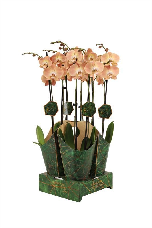 Potcover p12 golden nature Phal Signature Pumpkion 2T16+, D 12