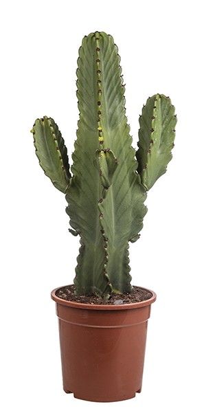 EUPHORBIA INGENS - POT Ø 24 (SUCCULENTEN), D 24 cm