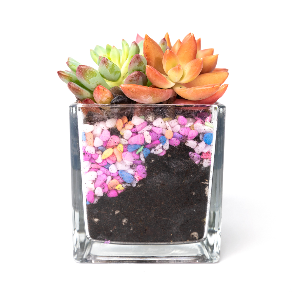 Суккулент микс в стекл кашпо 11 17 (предзаказ)