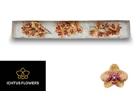 Фалинопсис Карин Алоха x25, шт.