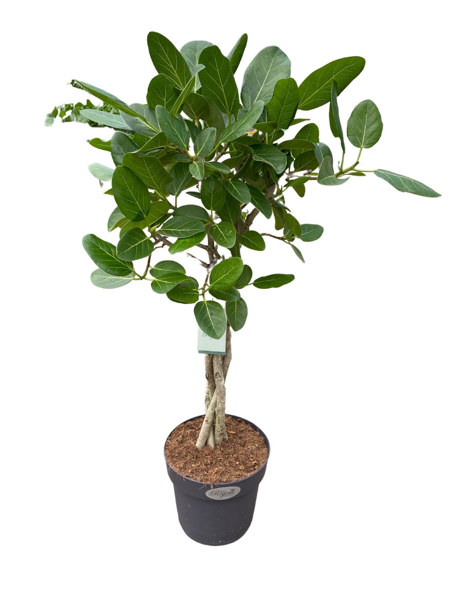 Ficus Benghalensis Audrey gevlochten stam p24, D 24
