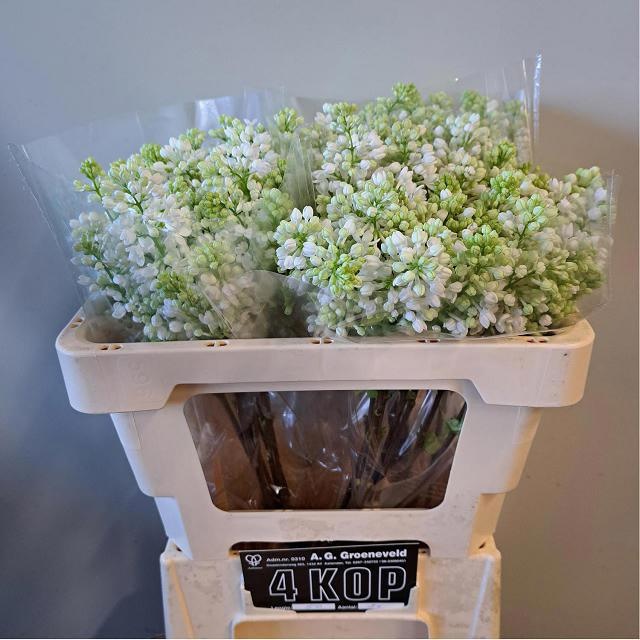 Сирень Мадам Флорент Степман 50 (бел.), шт.