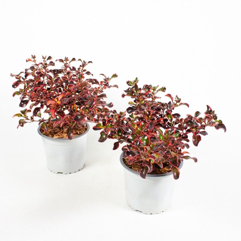 Coprosma Hybrid 'Red Ruby', rood, D 13