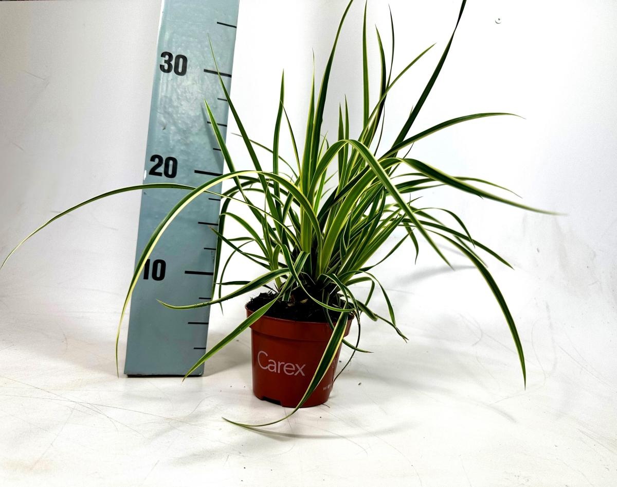 Carex morrowii 'Goldband', D 10,5