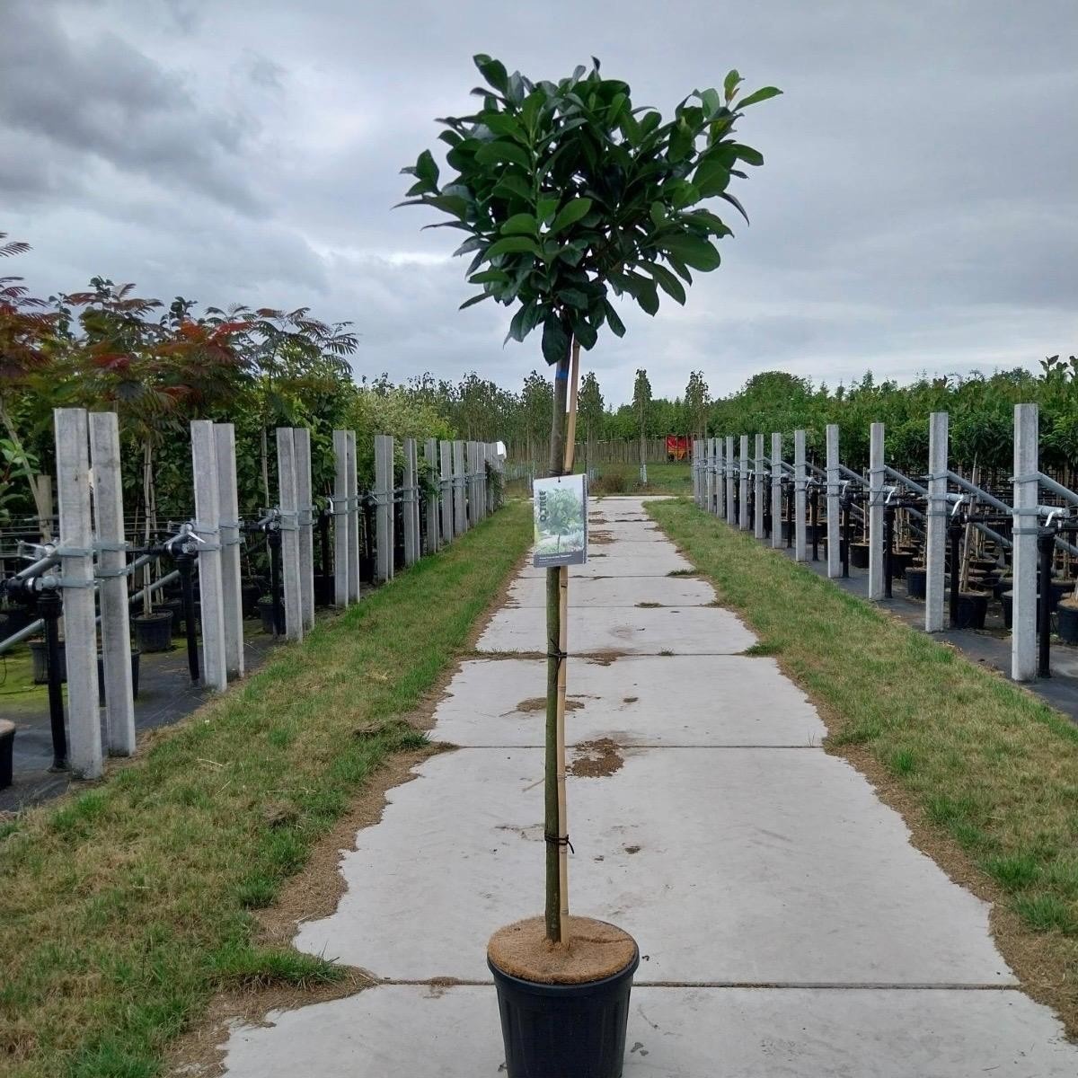 Prunus laurocerasus 'Etna' stam 120 cm, D 32 cm