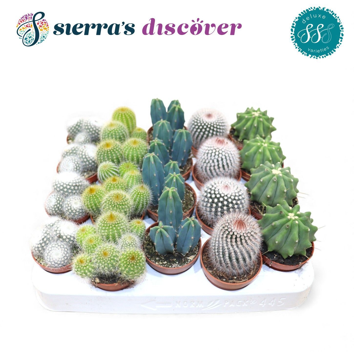 Discover® - Santiago Cactus Mix (Deluxe), D 5,5