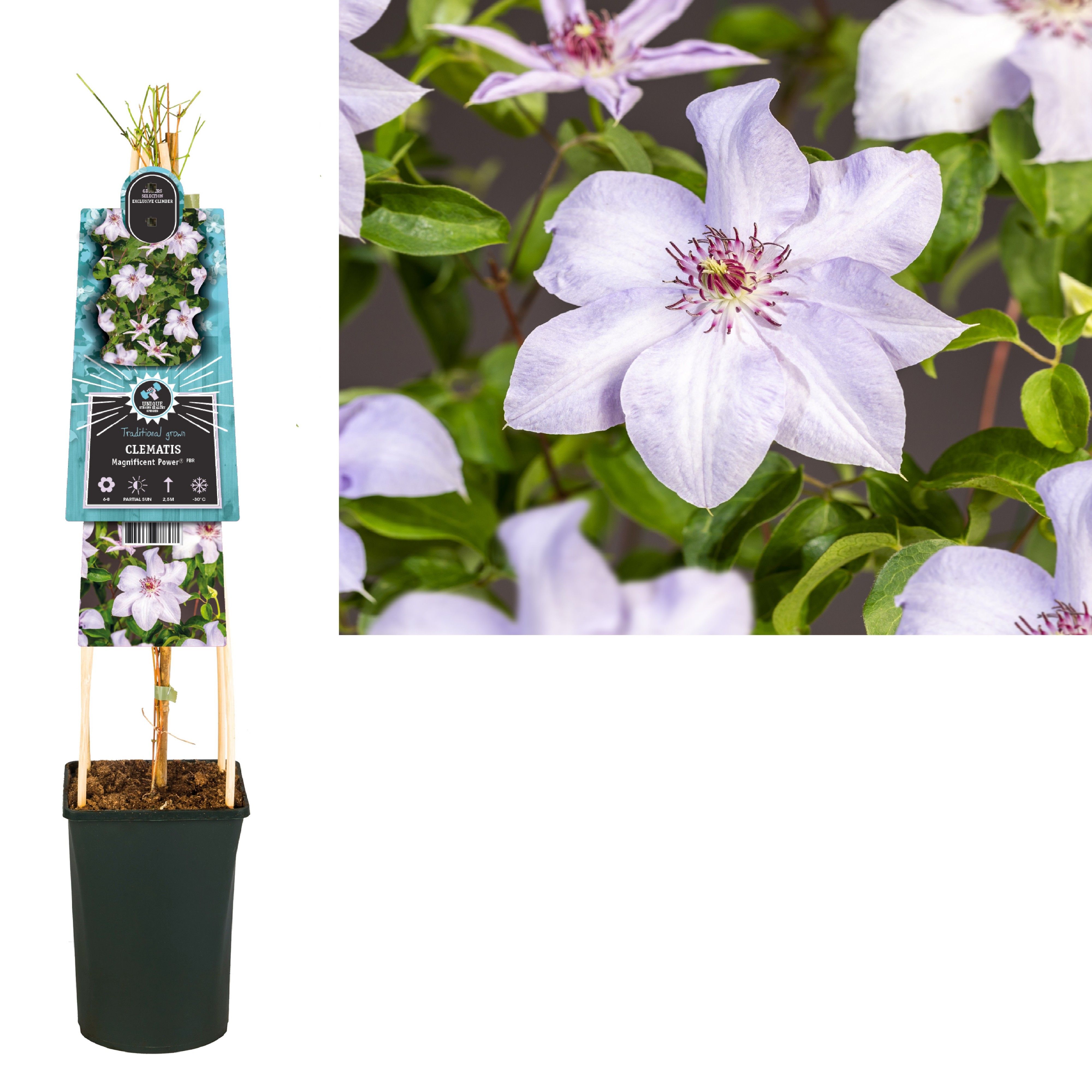 Clematis Magnificent Power PBR+ 3.0 label, D 17 cm