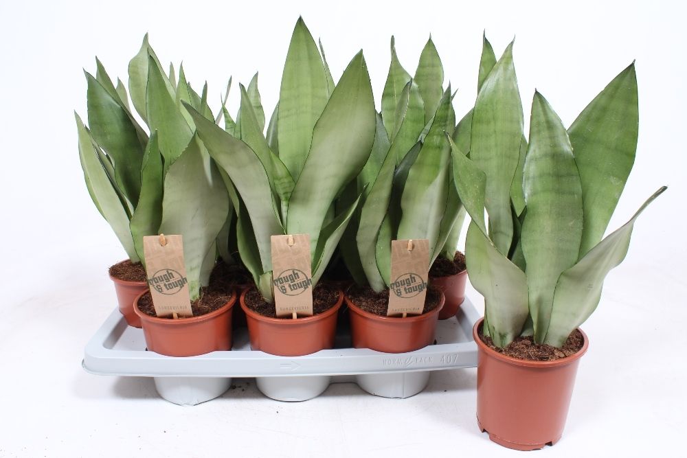 Sansevieria Moonshine, D 14