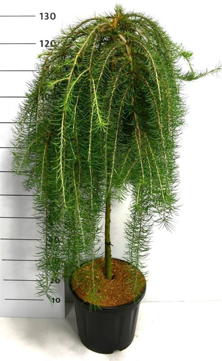Larix kaempf. 'Stiff Weeper', D 38 cm