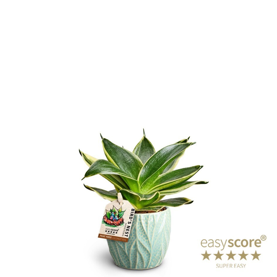 Leaf Ocean, Sansevieria Hahnii, D 7