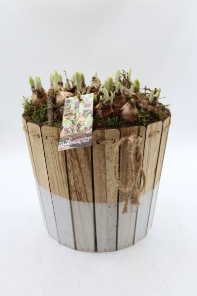 Narcis, bak van houten latjes L, D 25