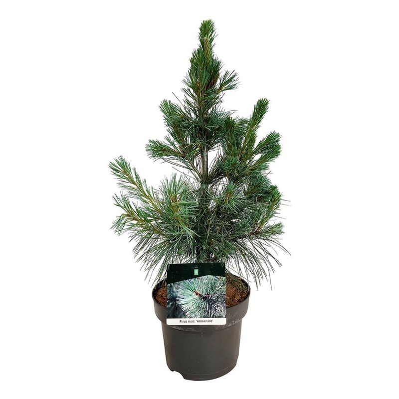 Pinus mont. 'Ammerland', D 21