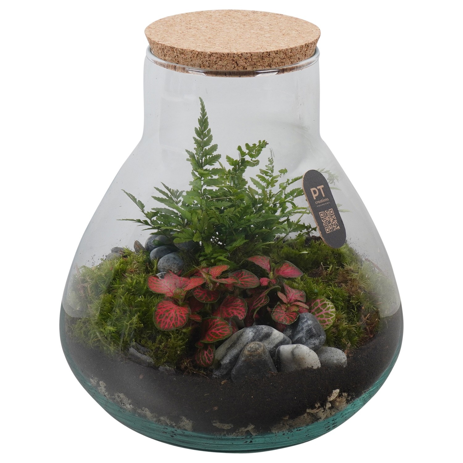 PTTER8121 Arrangement terrarium in glazen terrarium, D 22