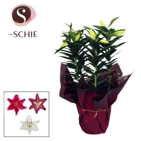 Oriental Mix p19 Rondella LUXE, D 19 cm Oriental Mix p19 Rondella LUXE, D 19 cm