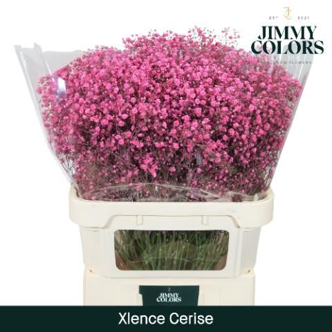 Гипсофила Овериг Крашеная (краш. ) 80, шт.