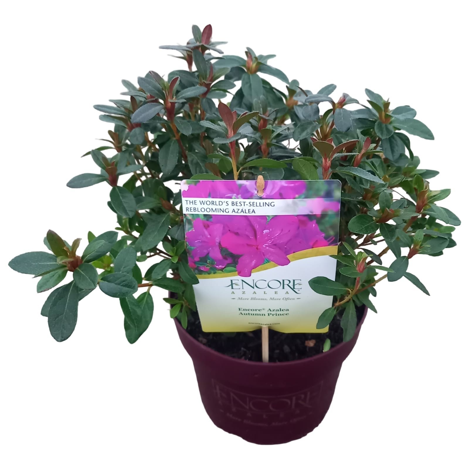 Rhododendron ENCORE® 'Autumn Prince', D 19