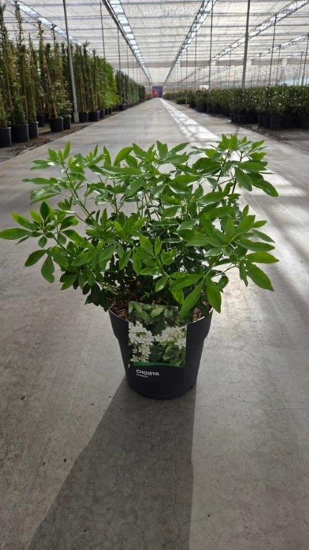 Choisya ternata, D 29