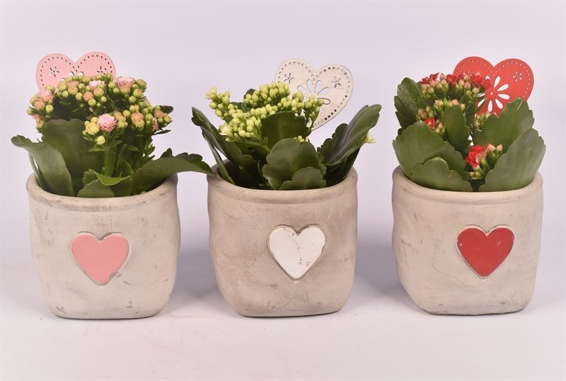 Cement potje met hart 11cm, D 10