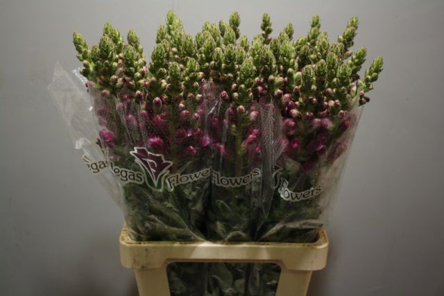 Антирринум Потомак Кримсон (красн.), шт.