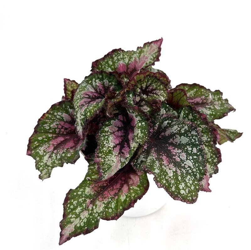 BEGONIA REX-HYBRID 'Alaska Creek', D 12