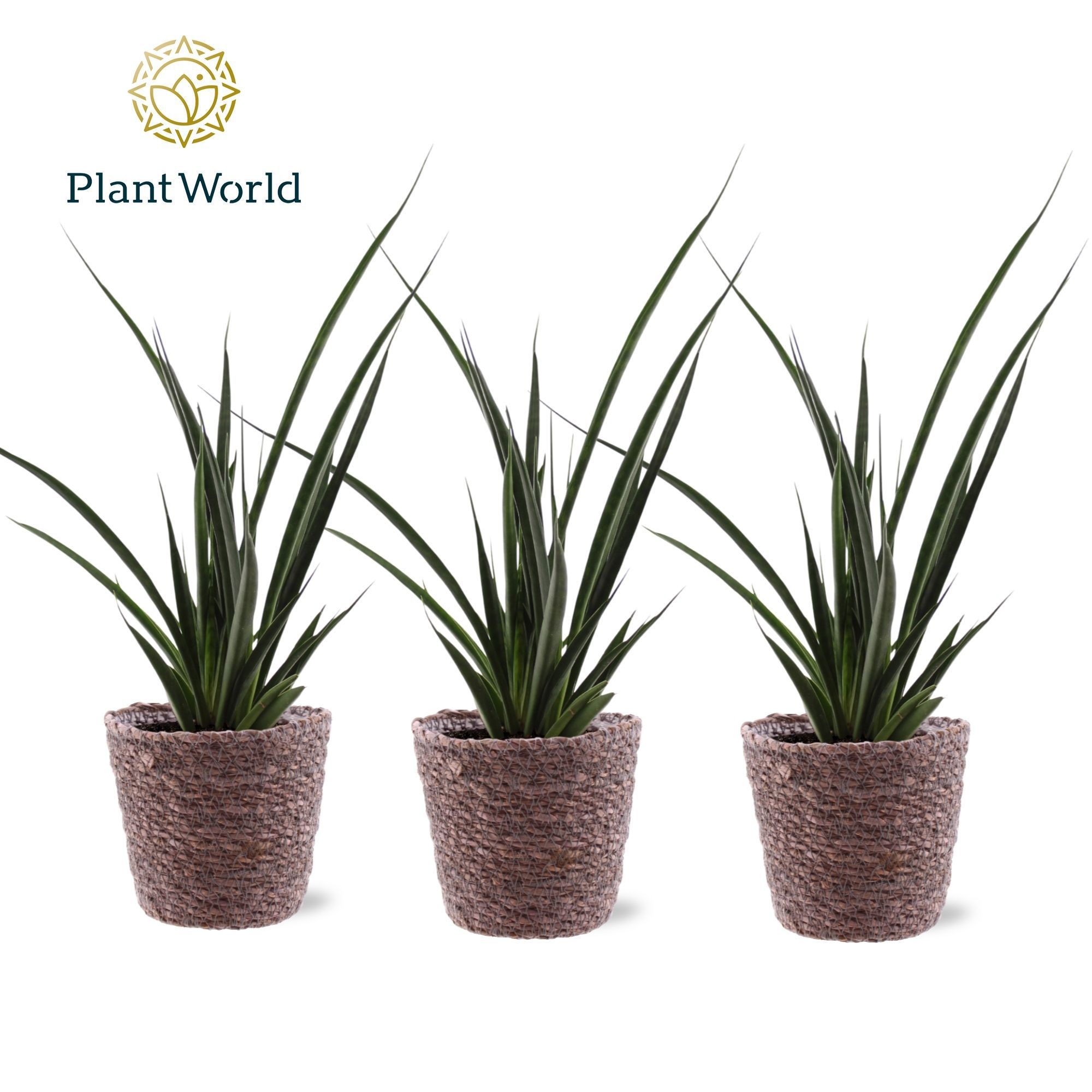 Sansevieria kirkii 'Friends' Trendy Mand, D 12