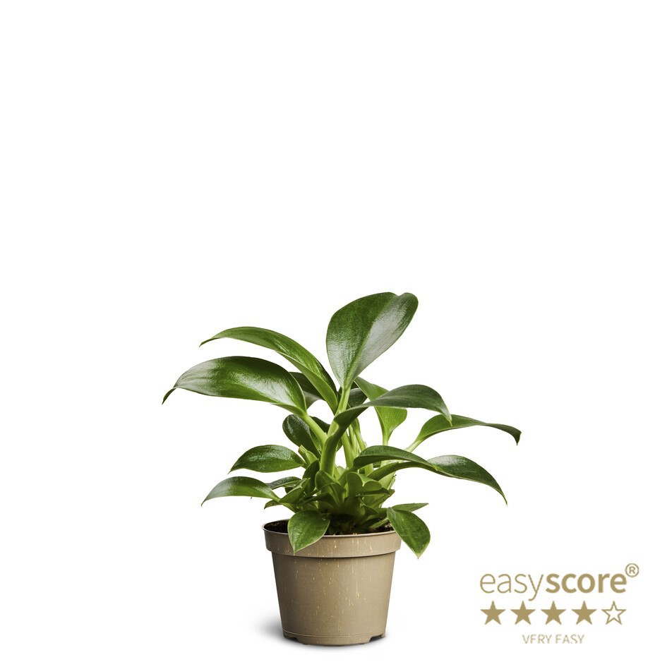 PHILODENDRON ERUBESCENS 'GREEN PRINCESS', D 6