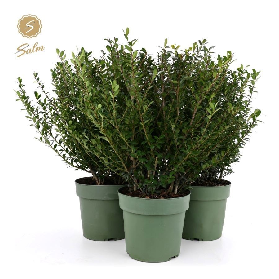 Ilex crenata 'Jenny'® P21, D 21