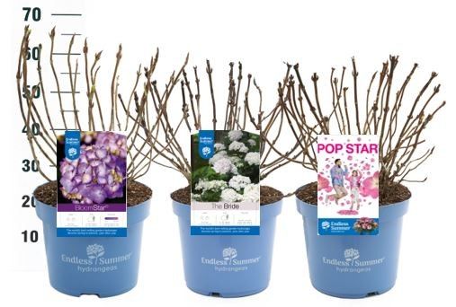 Hydrangea Endless Summer 'Mooiste Mix' - P30, D 30