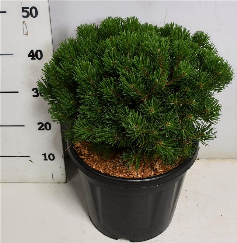 Pinus mugo 'Mops', D 32