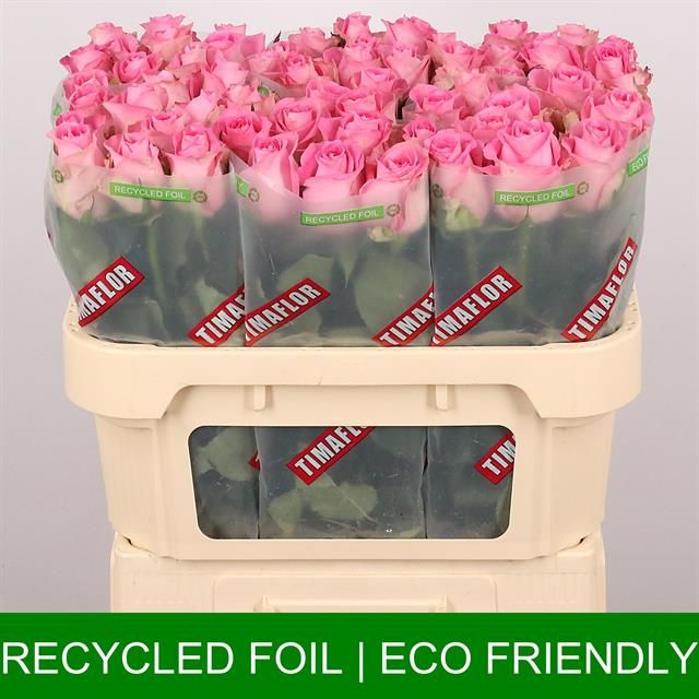 Роза од. Ривайвел 70, шт.