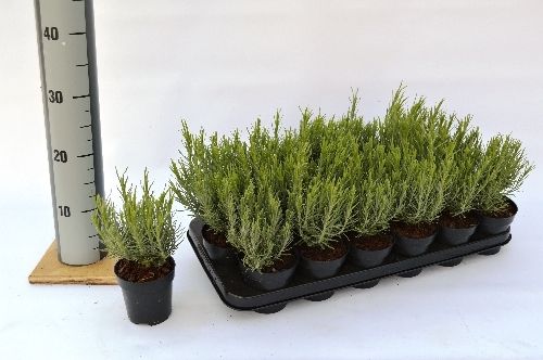 Lavandula st. Papillon, D 9 cm