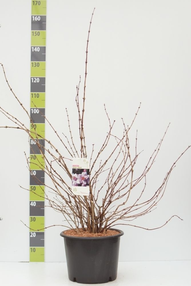 Deutzia hybrida 'Mont Rose' C 12, D 30