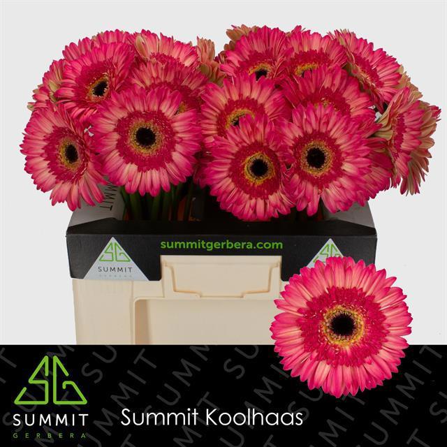 Гербера Хиппи Чик, шт.