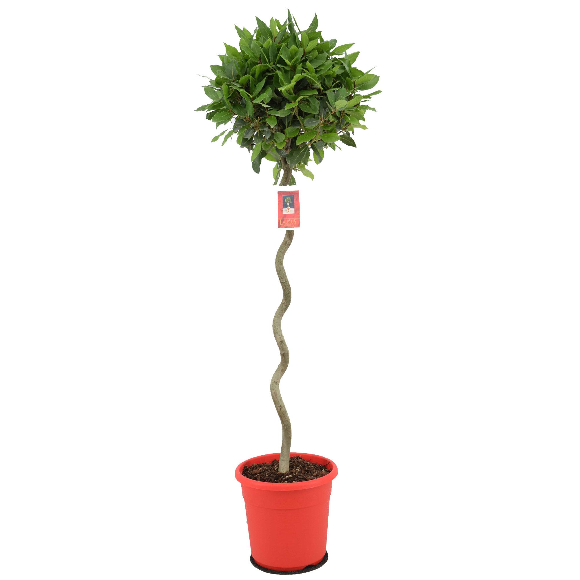 Laurus nobilis Spiraal stam, D 25