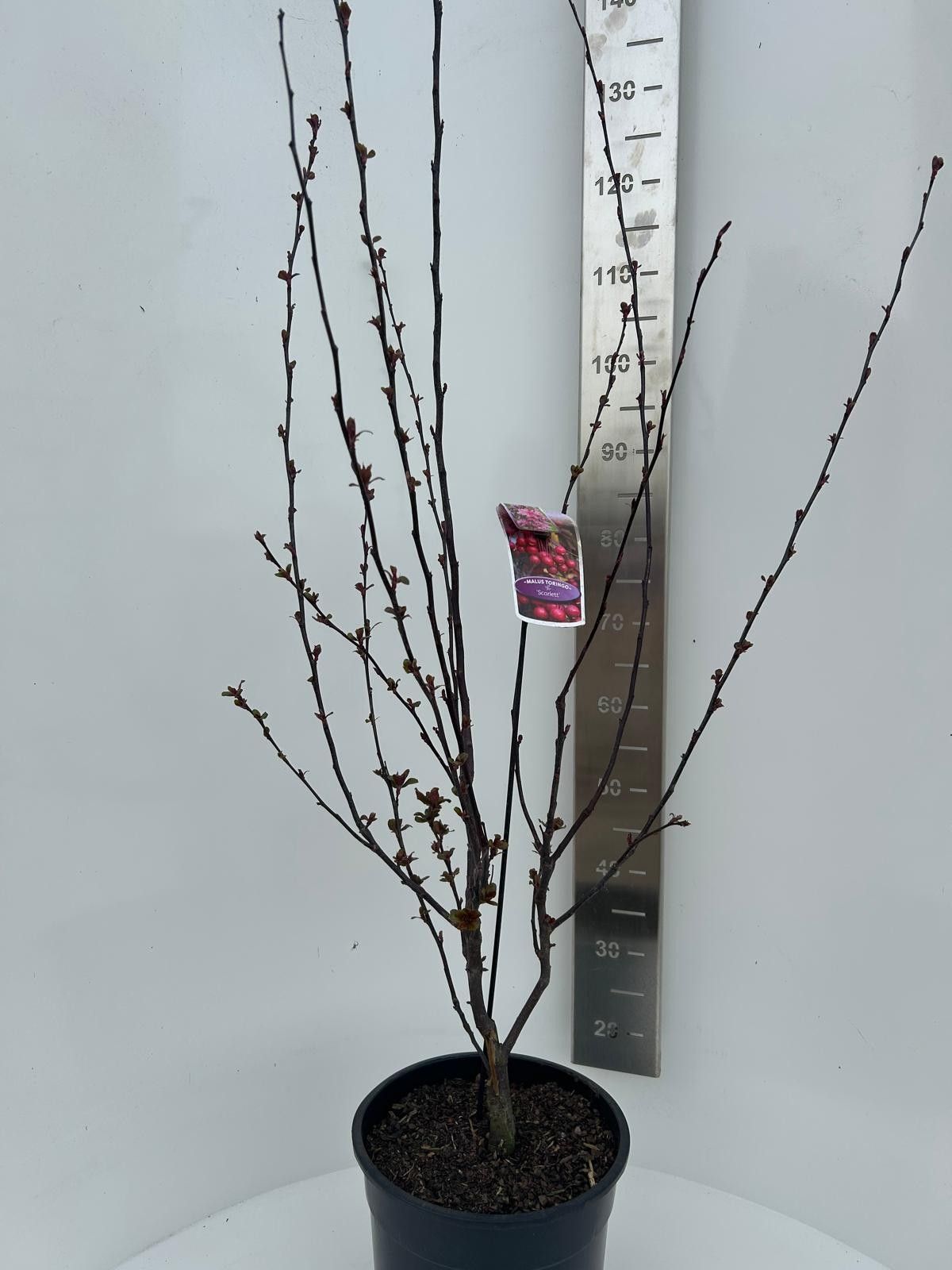 Malus 'Veitch's Scarlet', D 29