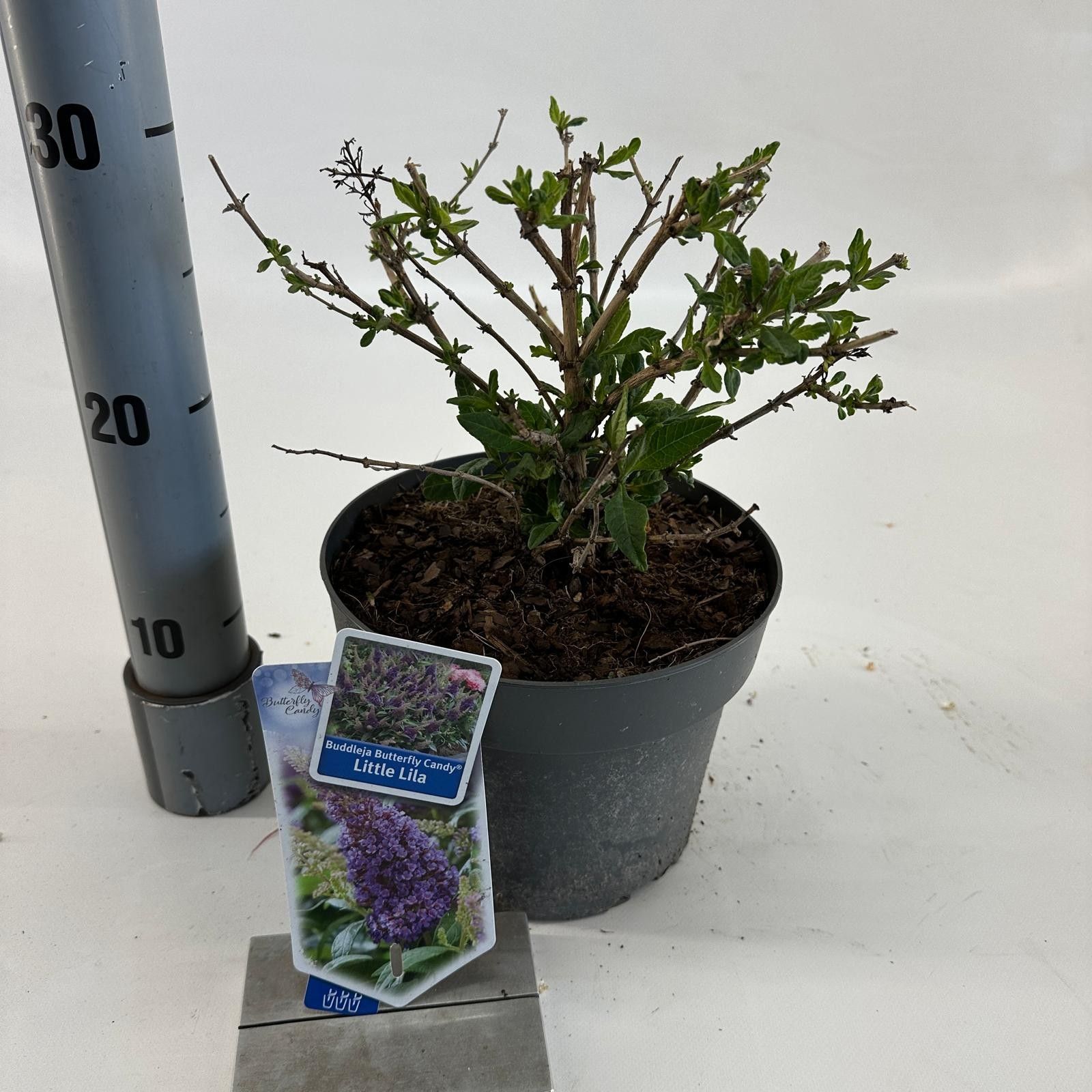 Buddleja d. Butt. Candy® Little Lila ('BotEx 004'PBR), D 19